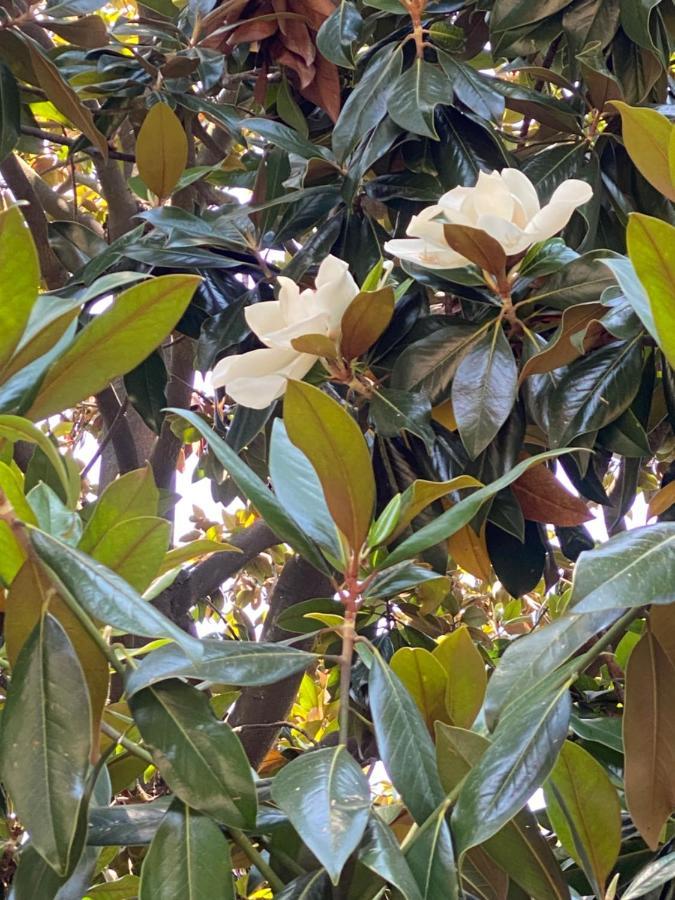 Le Magnolie Acomodação com café da manhã Santa Margherita Ligure Exterior foto
